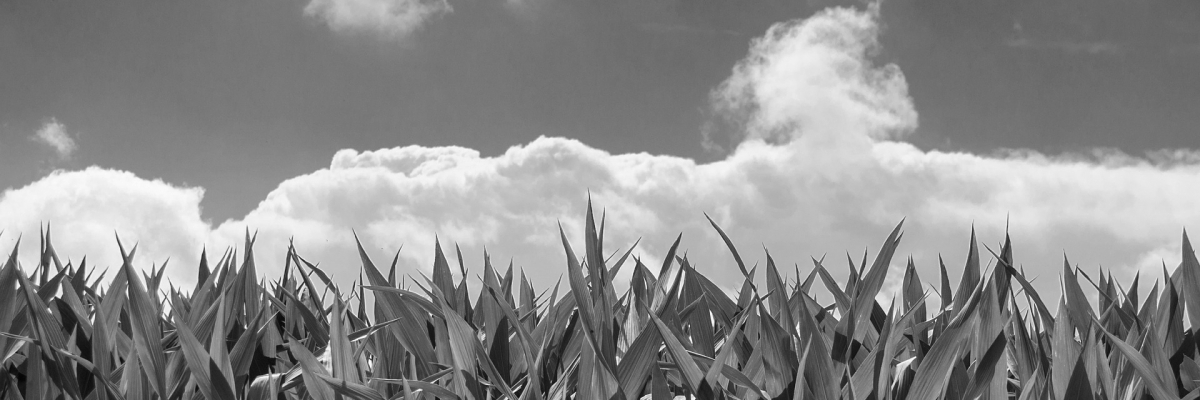 corn-field-440338_1920